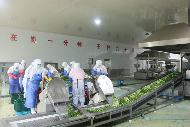 益匹马食品有限公司大葱切丁脱水车间，员工正在按照操作规范完成出口订单.jpg