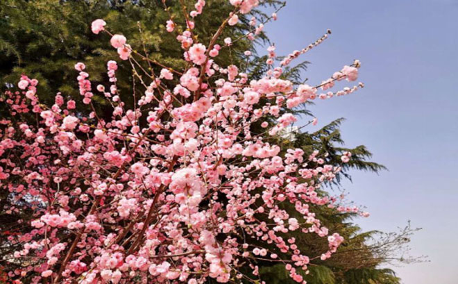 陌上花已开，重逢终有期---兰山区白沙埠镇白沙埠小学585.jpg