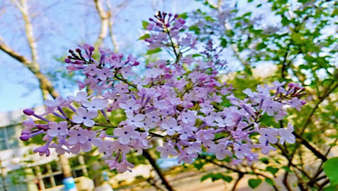 陌上花已开，重逢终有期---兰山区白沙埠镇白沙埠小学638.jpg