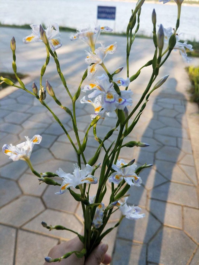 image005-(5).jpg