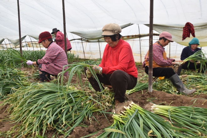 郯城县归昌乡：寒冬蒜苗香 销路不愁增收忙