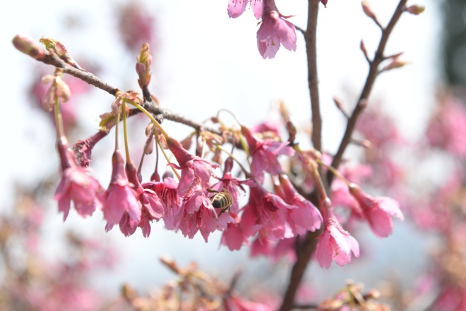 又到一年赏花季 巨龙山樱花花意浓