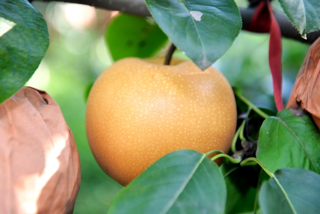 DSC_4300_副本.jpg